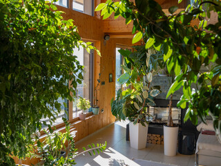 Bright, modern living room is filled with exotic plants and natural wooden elements. Sun streams...