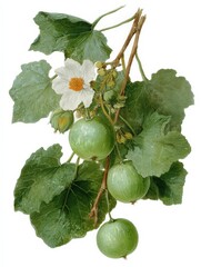 Obraz premium Top-down view of a cucumber tree, Dendrosicyos socotranus, showcasing its unique foliage and structure.