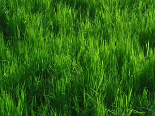 Green grass