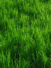 green grass background