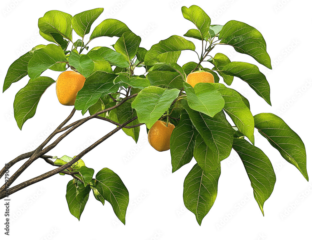Poster a branch of a tree with green leaves and three ripe yellow fruits the branch is isolated on a transp