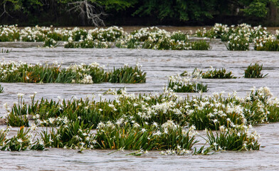 Endangered Rocky Shoals Spider Lilies Bloom in South Carolina's Catawba River.