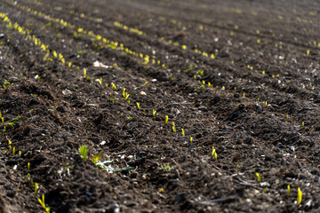 Corn sprouts are emerging from dark soil in a field, showcasing the initial stages of growth during a sunny day in spring