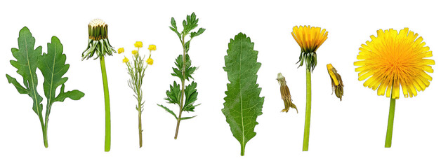 A Collection Of Various Dandelion Plants And Leaves Arranged On A Transparent Background The Arrangement Includes Dandelions In Different Stages Of Growth With Some Still In Bud Others In Full Bloom A