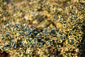 Close-up of tricolor variegated holly