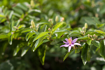 Grewia occidentalis flowers in the garden