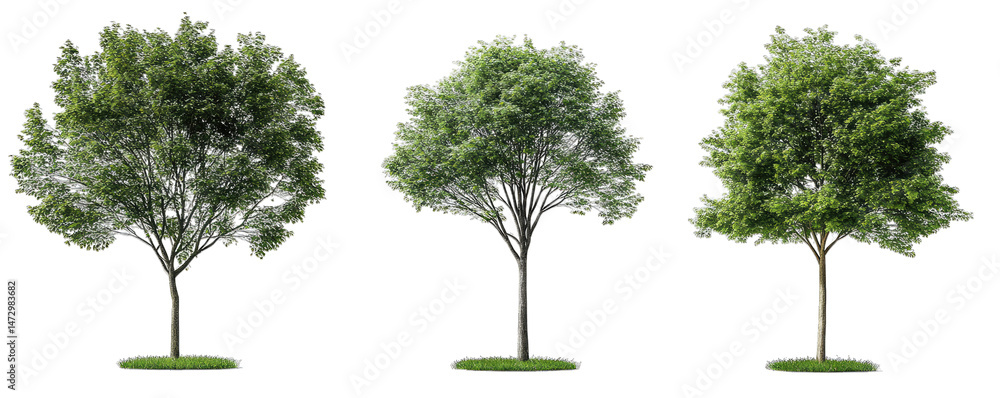 Poster three lush green trees isolated on a transparent background the trees have a similar shape and size 
