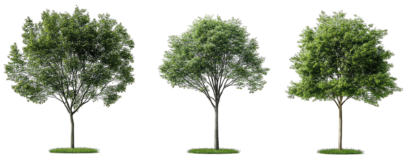 Three Lush Green Trees Isolated On A Transparent Background The Trees Have A Similar Shape And Size With A Thick Canopy Of Leaves And A Single Trunk The Trees Are Perfect For Use In Landscaping Design