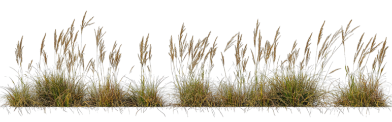 A Row Of Tall Golden-brown Grass Stalks With Long Green Blades The Grass Is Isolated On A Transparent Background