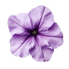 Naklejka premium A Single Delicate Purple Flower With Five Petals Isolated On A Transparent Background The Flower Has A Dark Purple Center With A Yellow Pollen
