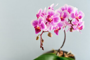 Purple orchid flowers on a light blue background