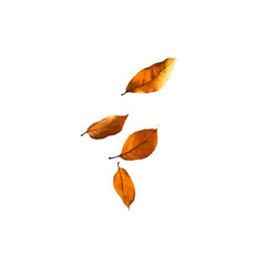 Falling Autumn Leaves on Transparent Background - Nature Photography