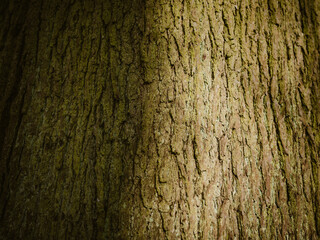 Texture of bark on tree trunk