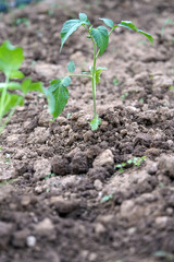 tomato seedling