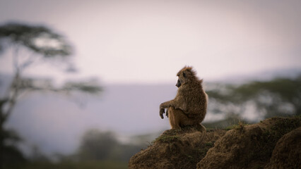 babbuino kenya monkey africa wildlife