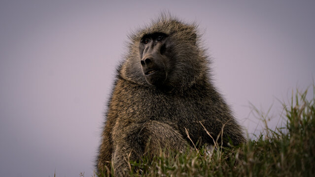 babbuino kenya monkey africa wildlife