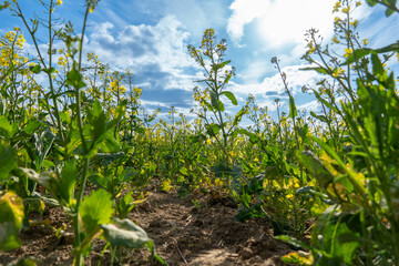 Low angle view shows vibrant yellow canola blooming abundantly beneath sunny sky filled with fluffy...