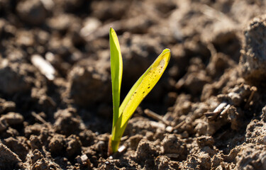Green corn sprouts are breaking through the dark soil in a rural field, signaling the beginning of...