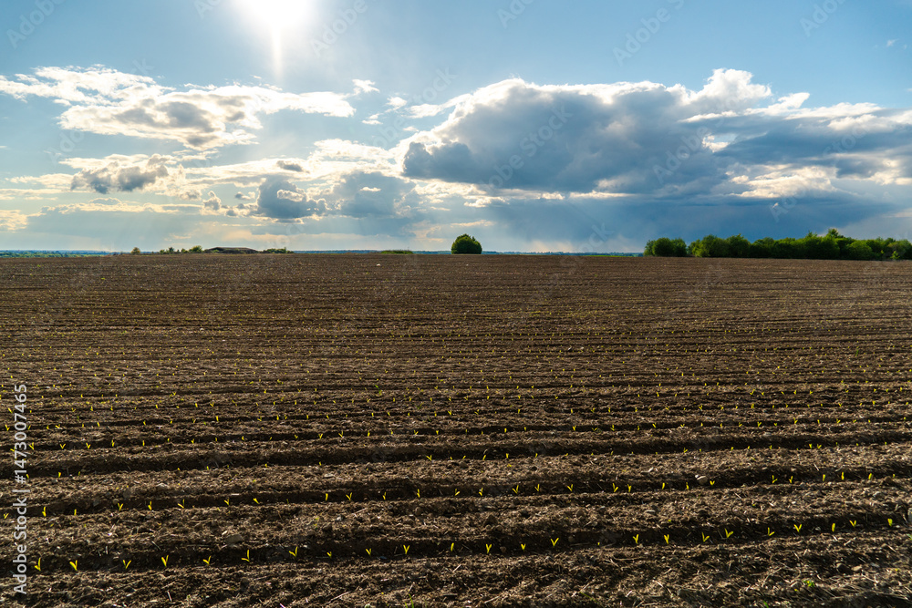 Poster corn sprouts break through the soil in neat rows, basking under the sunlight. the vast field stretch