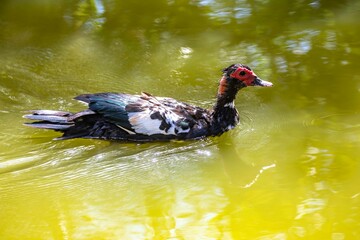 A domestic duck swimming in the calm water lake in selective focus