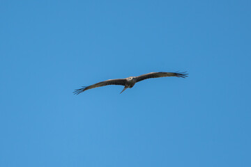 Aves rapaces y aves zancudas en hábitats mediterráneos y humedales ibéricos, biodiversidad de aves en el Parque Nacional de Monfragüe