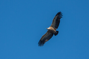 Aves rapaces y aves zancudas en hábitats mediterráneos y humedales ibéricos, biodiversidad de aves en el Parque Nacional de Monfragüe