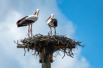 Aves rapaces y aves zancudas en hábitats mediterráneos y humedales ibéricos, biodiversidad de...
