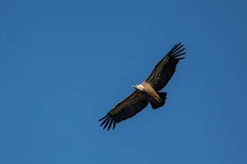 Aves rapaces y aves zancudas en hábitats mediterráneos y humedales ibéricos, biodiversidad de aves en el Parque Nacional de Monfragüe