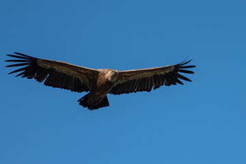Aves rapaces y aves zancudas en hábitats mediterráneos y humedales ibéricos, biodiversidad de aves en el Parque Nacional de Monfragüe