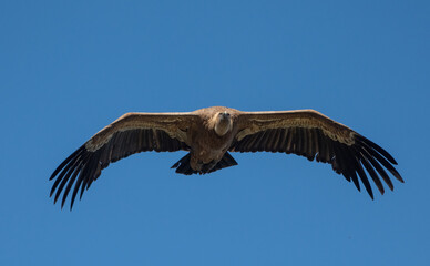 Aves rapaces y aves zancudas en hábitats mediterráneos y humedales ibéricos, biodiversidad de aves en el Parque Nacional de Monfragüe