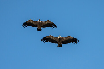 Aves rapaces, aves zancudas  y otras especies en hábitats mediterráneos y humedales ibéricos....