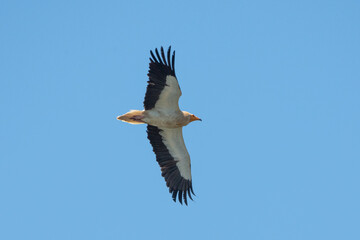 Aves rapaces, aves zancudas  y otras especies en hábitats mediterráneos y humedales ibéricos. Biodiversidad de aves en el Parque Nacional de Monfragüe