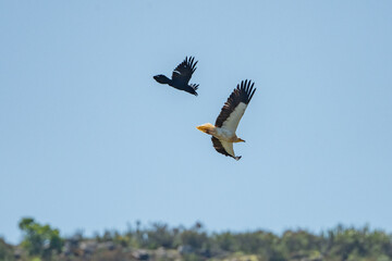 Aves rapaces, aves zancudas  y otras especies en hábitats mediterráneos y humedales ibéricos....
