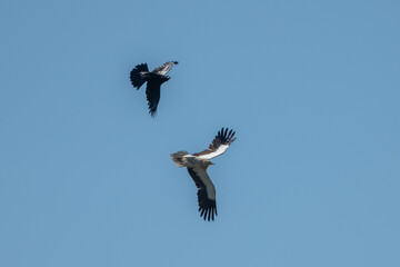 Aves rapaces, aves zancudas  y otras especies en hábitats mediterráneos y humedales ibéricos. Biodiversidad de aves en el Parque Nacional de Monfragüe