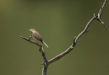 Aves rapaces, aves zancudas  y otras especies en hábitats mediterráneos y humedales ibéricos. Biodiversidad de aves en el Parque Nacional de Monfragüe