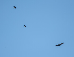 Aves rapaces, aves zancudas  y otras especies en hábitats mediterráneos y humedales ibéricos....