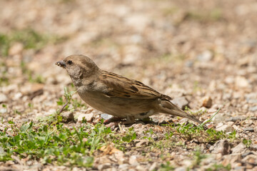 Aves rapaces, aves zancudas  y otras especies en hábitats mediterráneos y humedales ibéricos. Biodiversidad de aves en el Parque Nacional de Monfragüe