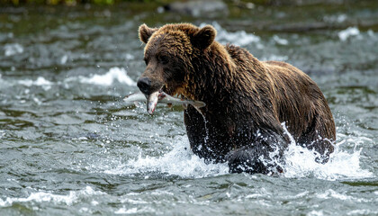 Obraz premium Bear in river with fish