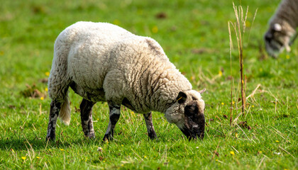 Fototapeta premium Grazing sheep with black face in green field, sunny day