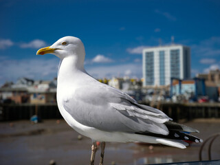 Bridlington, United Kingdom, 13th April 2025, seagull on Bridlington sea front.