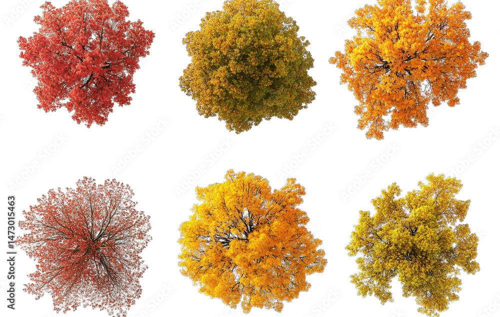 Poster six aerial views of a tree in various stages of autumn foliage from red to yellow to bare branches i