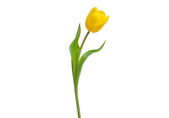 Naklejka premium Single Yellow Tulip Bloom on White Background