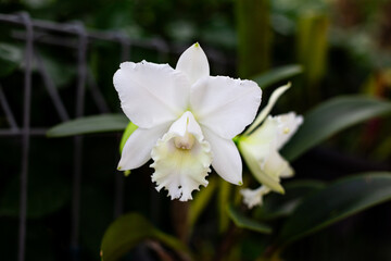 Cattleya loddigesii alba is white color orchid 