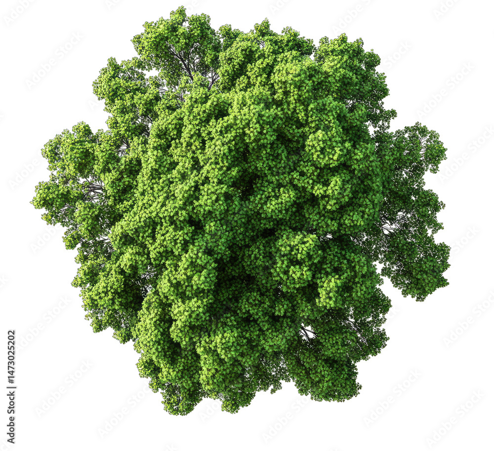 Poster a lush green tree with a round canopy viewed from above isolated on a transparent background