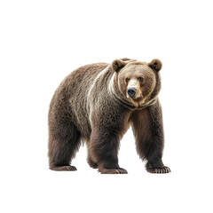 Fototapeta premium Majestic Brown Bear Standing on White Background