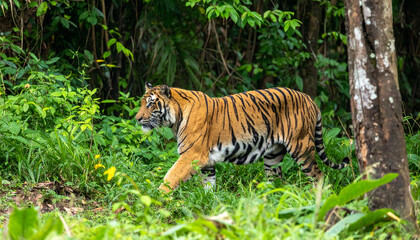 Obraz premium Tiger prowls in verdant jungle, sunlight piercing through dense foliage