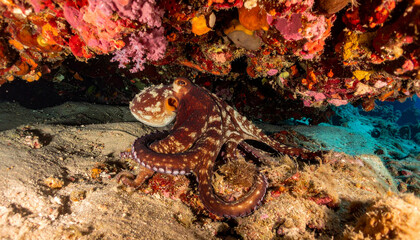 Camouflaged octopus on seabed, vibrant coral reef overhead, ocean depths
