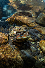 Japanese stream toad