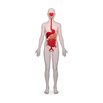 Human Digestive System Anatomy with Heart Visual