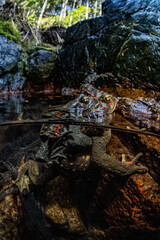 Japanese stream toad